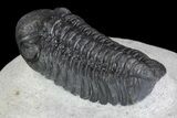 Prone Austerops Trilobite - Ofaten, Morocco #75484-2